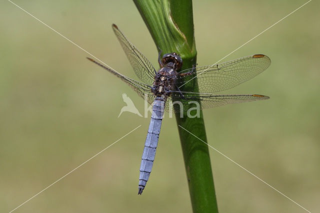 Beekoeverlibel (Orthetrum coerulescens)