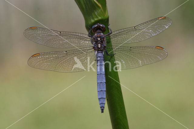 Beekoeverlibel (Orthetrum coerulescens)