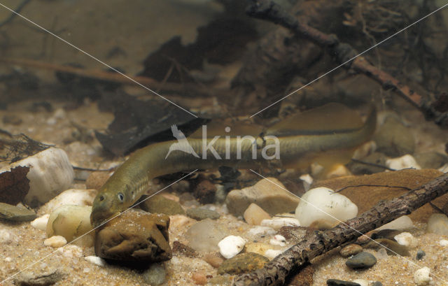 Brook Lamprey (Lampetra planeri)