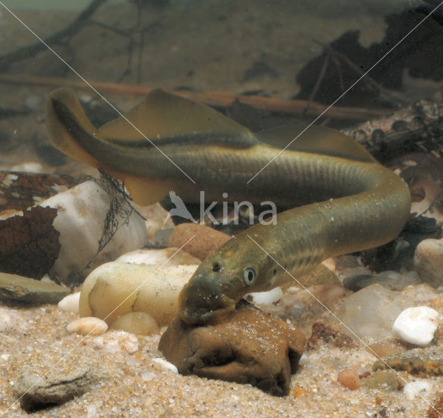 Brook Lamprey (Lampetra planeri)