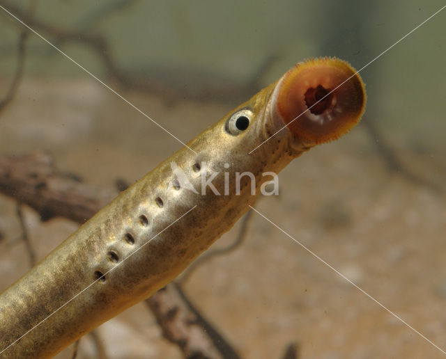 Brook Lamprey (Lampetra planeri)