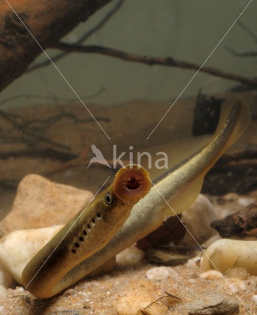 Brook Lamprey (Lampetra planeri)