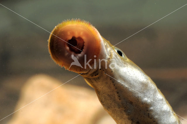 Brook Lamprey (Lampetra planeri)