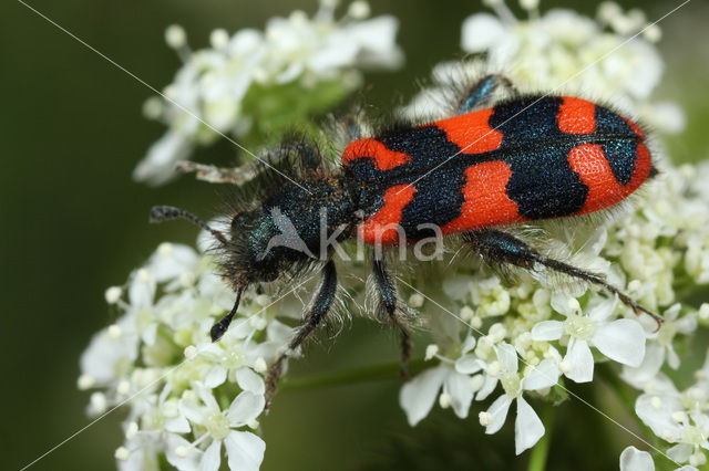 Behaarde Bijenwolf (Trichodes alvearius)