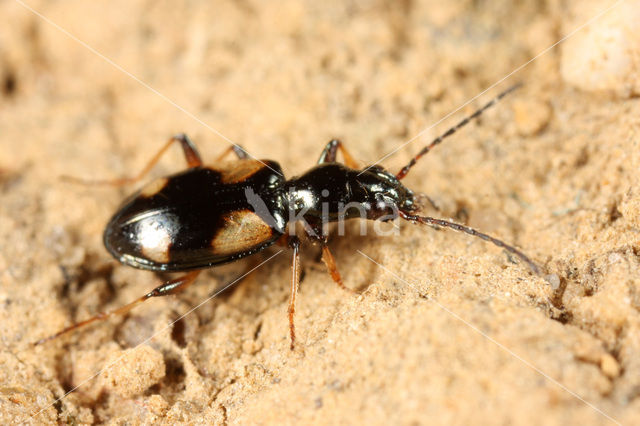 Bembidion tetragrammum