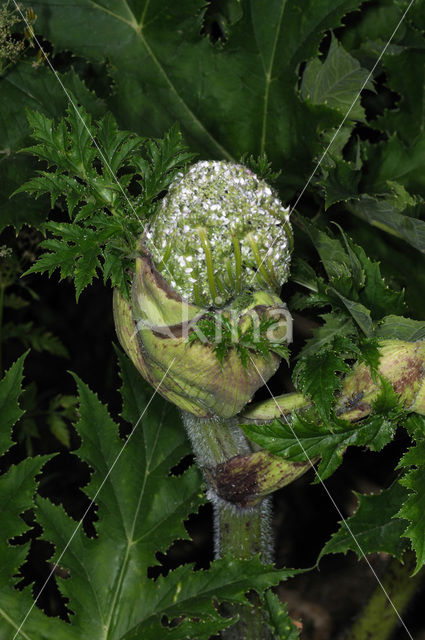 Giant Hogweed (Heracleum mantegazzianum)