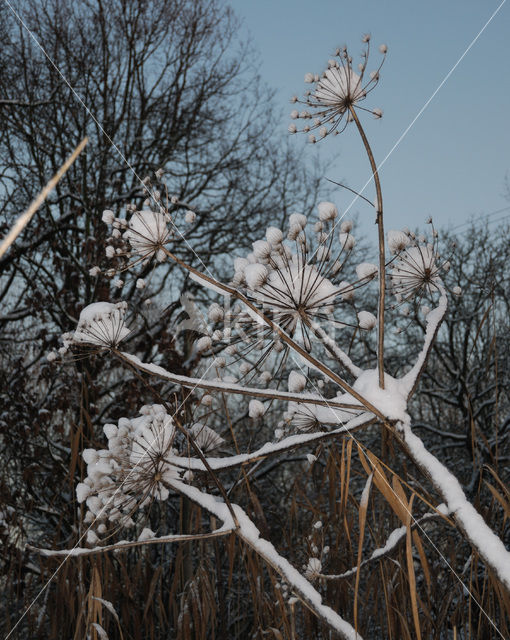 Giant Hogweed (Heracleum mantegazzianum)