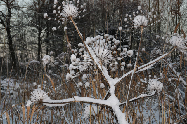 Giant Hogweed (Heracleum mantegazzianum)