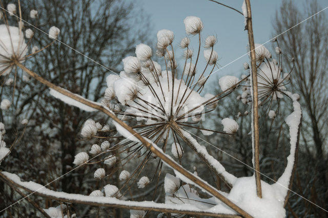 Giant Hogweed (Heracleum mantegazzianum)