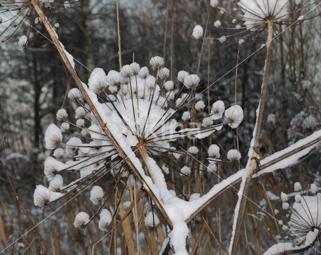 Giant Hogweed (Heracleum mantegazzianum)