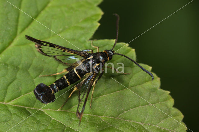 Currant Clearwing (Synanthedon tipuliformis)