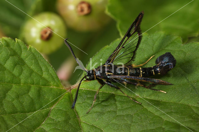 Currant Clearwing (Synanthedon tipuliformis)