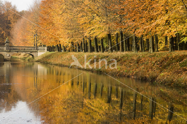 Beech (Fagus sylvatica)