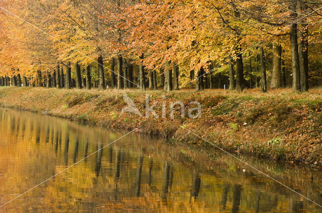 Beuk (Fagus sylvatica)