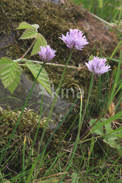 Bieslook (Allium schoenoprasum)