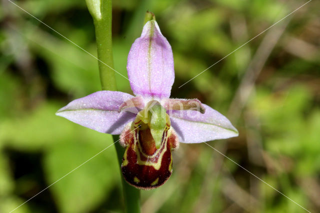 Bee Orchid (Ophrys apifera)