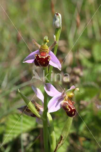 Bijenorchis (Ophrys apifera)