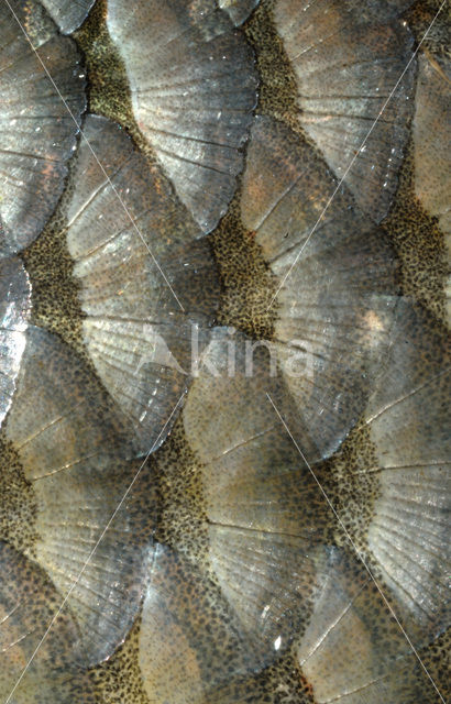 Blankvoorn (Rutilus rutilus)