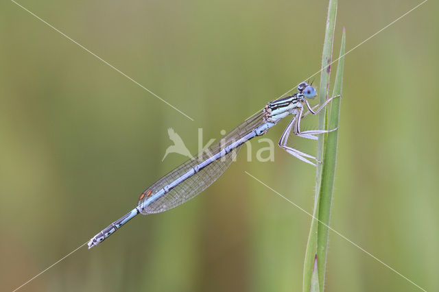 Blauwe breedscheenjuffer (Platycnemis pennipes)