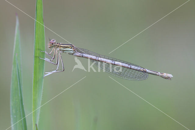 Blauwe breedscheenjuffer (Platycnemis pennipes)