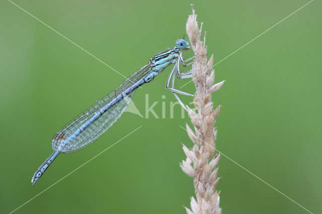 Blauwe breedscheenjuffer (Platycnemis pennipes)