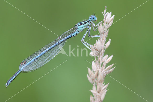 Blauwe breedscheenjuffer (Platycnemis pennipes)