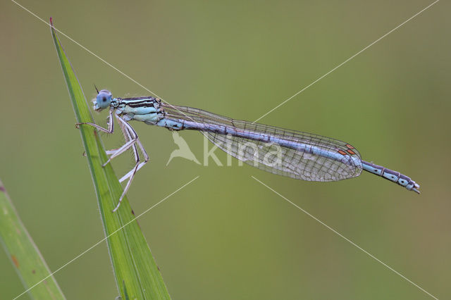 Blauwe breedscheenjuffer (Platycnemis pennipes)