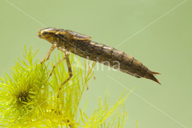 Southern Hawker (Aeshna cyanea)