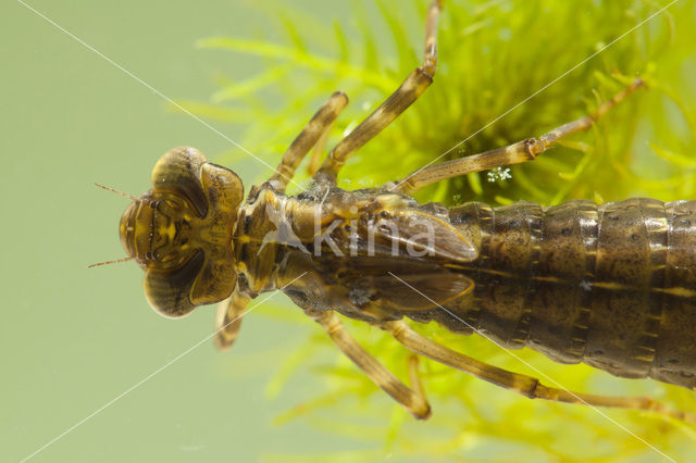 Blauwe glazenmaker (Aeshna cyanea)