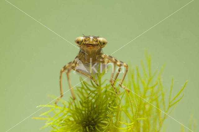 Southern Hawker (Aeshna cyanea)