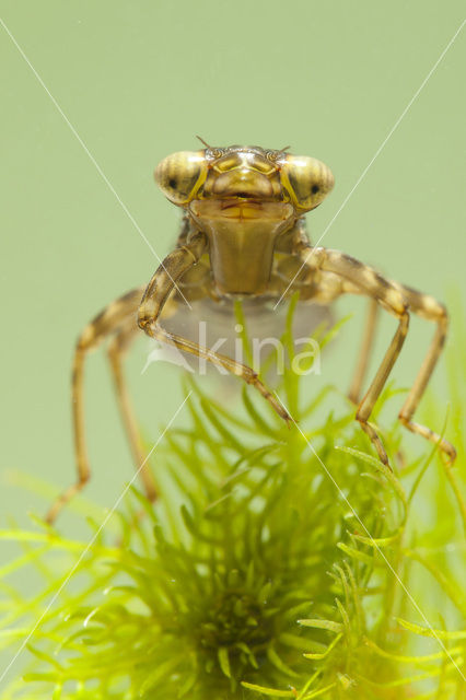 Southern Hawker (Aeshna cyanea)