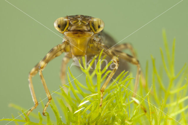 Blauwe glazenmaker (Aeshna cyanea)