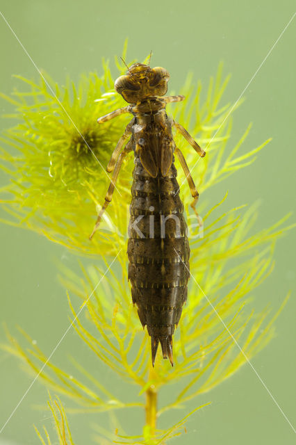 Southern Hawker (Aeshna cyanea)