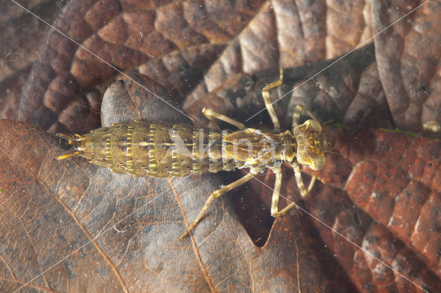 Southern Hawker (Aeshna cyanea)