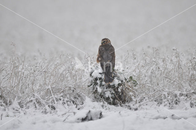 Northern Harrier