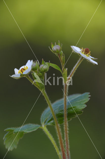 Bosaardbei (Fragaria vesca)