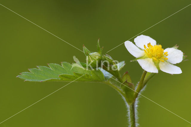 Bosaardbei (Fragaria vesca)