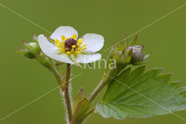 Bosaardbei (Fragaria vesca)