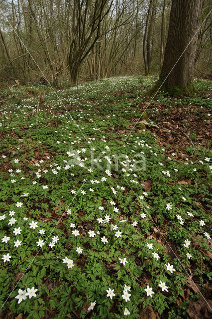 Wood Anemone (Anemone nemorosa)