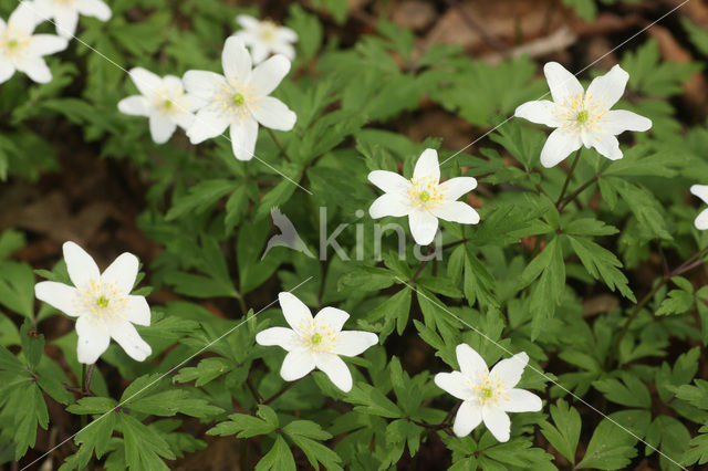 Bosanemoon (Anemone nemorosa)