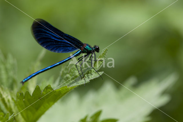 Bosbeekjuffer (Calopteryx virgo)