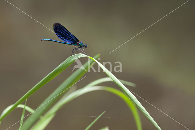 Beautiful Demoiselle (Calopteryx virgo)