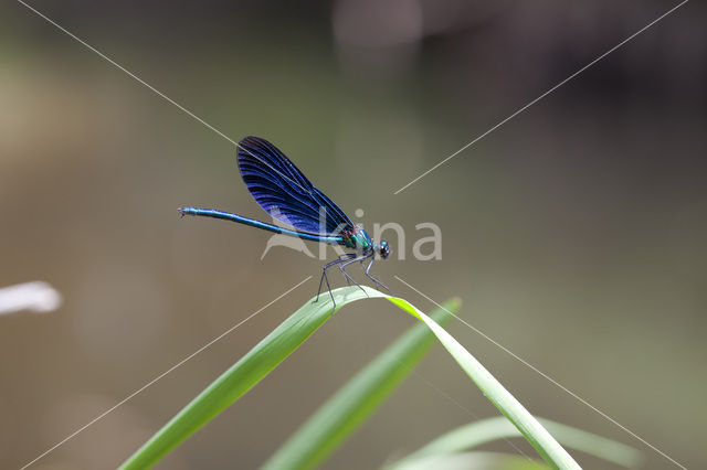 Beautiful Demoiselle (Calopteryx virgo)