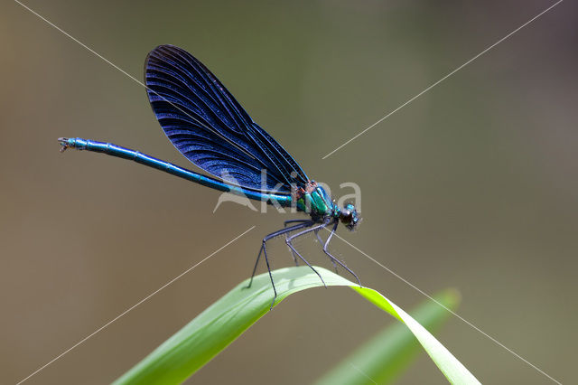 Bosbeekjuffer (Calopteryx virgo)