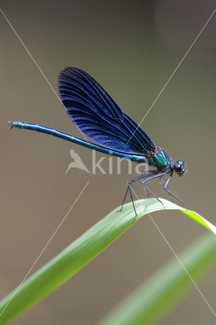 Bosbeekjuffer (Calopteryx virgo)