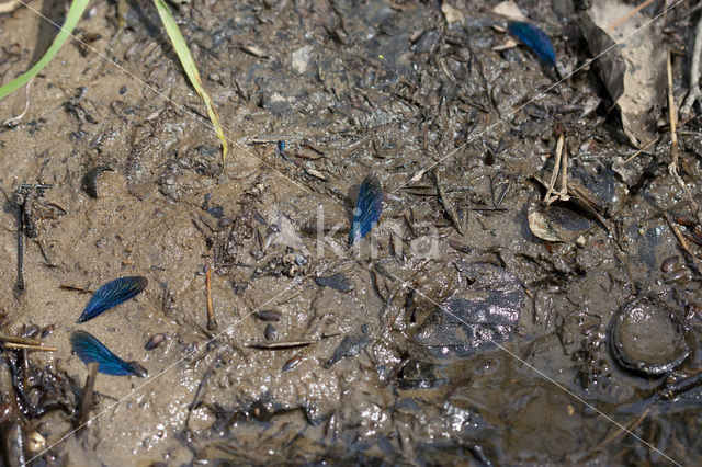 Beautiful Demoiselle (Calopteryx virgo)