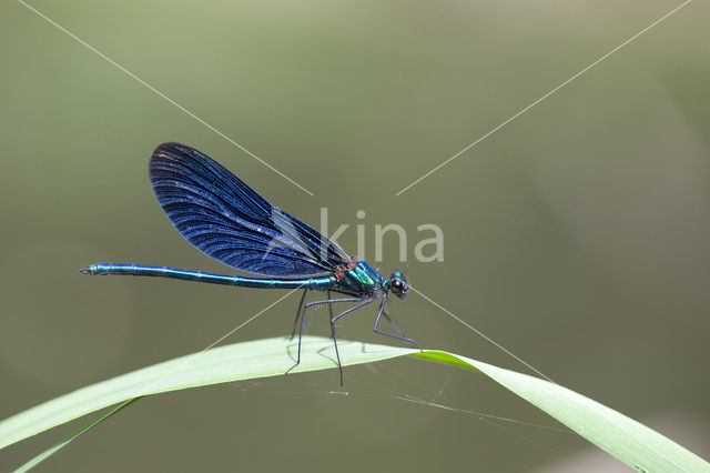 Beautiful Demoiselle (Calopteryx virgo)