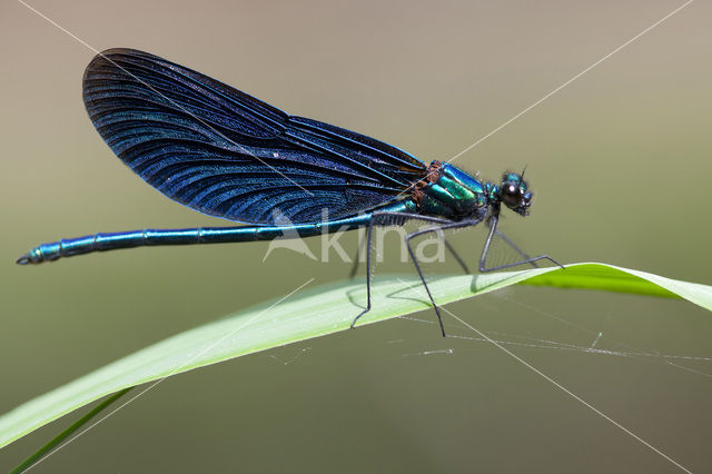 Beautiful Demoiselle (Calopteryx virgo)