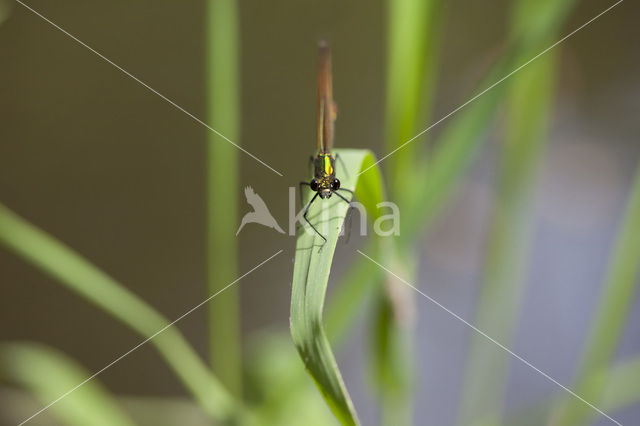 Beautiful Demoiselle (Calopteryx virgo)