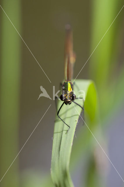 Bosbeekjuffer (Calopteryx virgo)